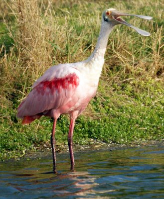 Roseate Spoonbill