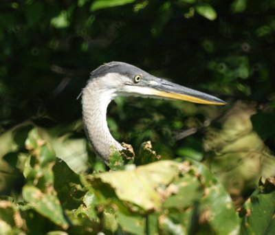 Great Blue Heron