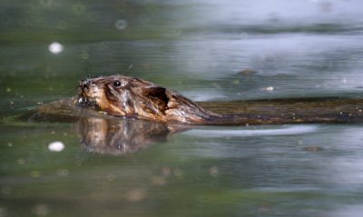 Beaver