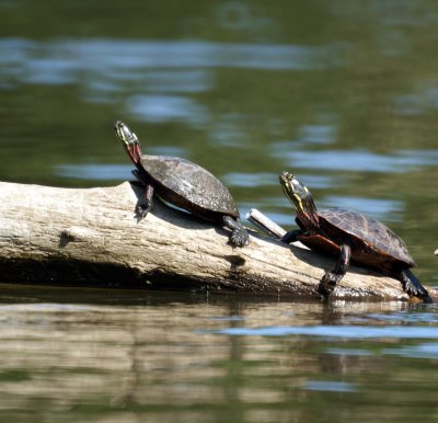 Turtles