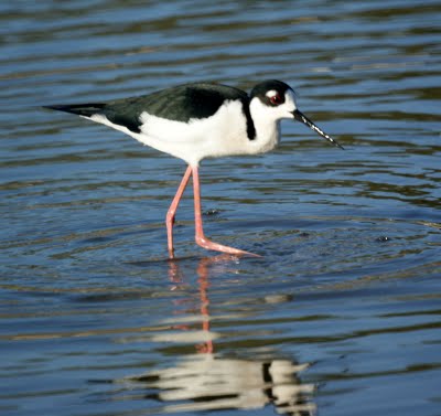 Black Necked Stilt