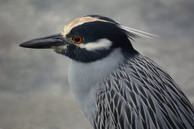 Yellow-crowned Night Heron 