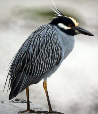 Yellow-crowned Night Heron