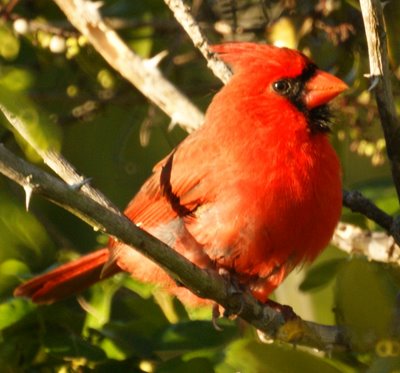 Cardinal