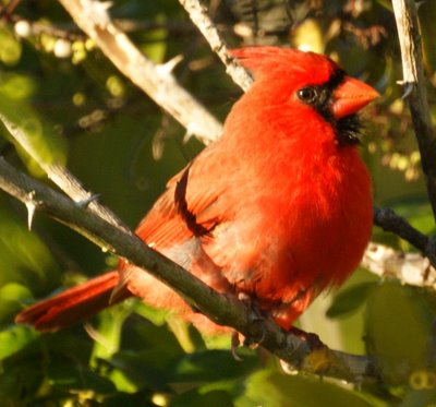 Cardinal