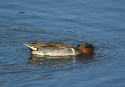 Green-winged Teal