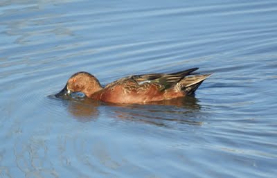 Cinnamon Teals