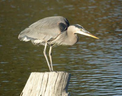 Great Blue Heron