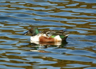 Northern Shovelers