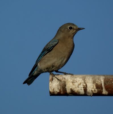 Mountain Bluebird