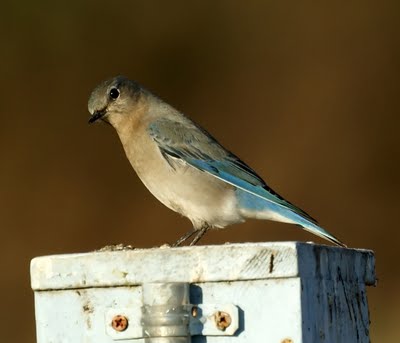 Mountain Bluebird