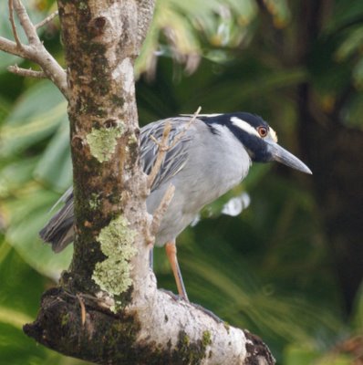 Yellow-crowned Night Heron, 