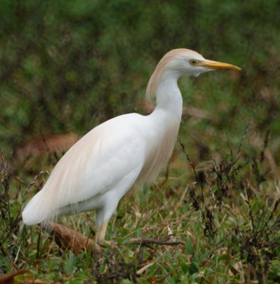 Cattle Egret 