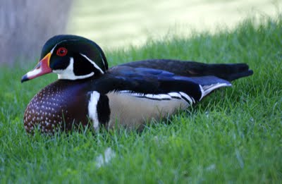 Wood Duck