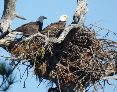 Bald Eagle,