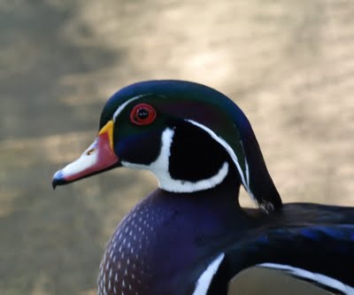 Wood Duck