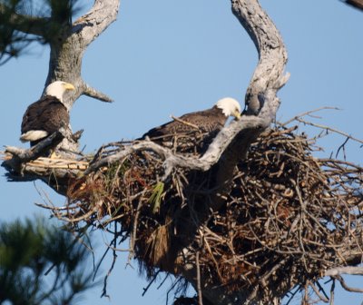 Bald Eagles