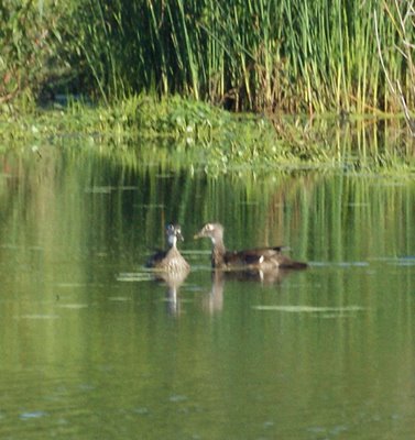 Wood ducks