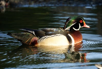 Wood Duck