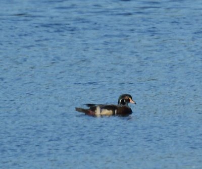 Wood duck