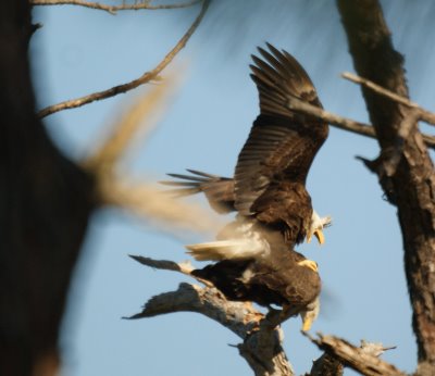 Bald Eagles Mating
