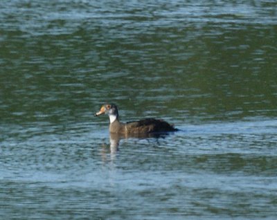 Wood duck