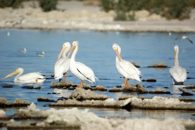 American White Pelican