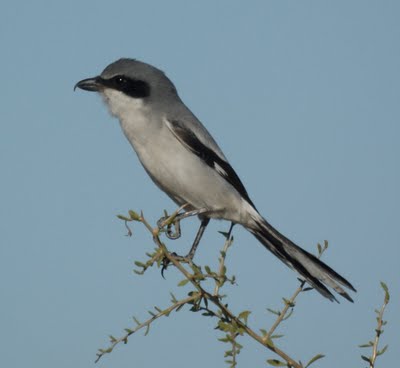 Loggerhead Shrike