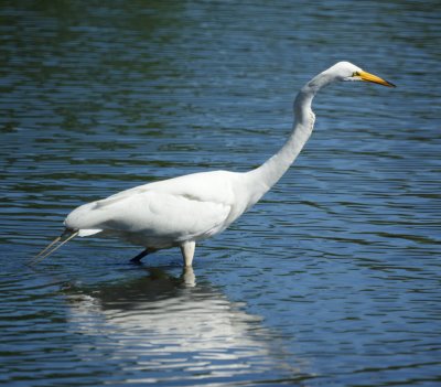 Egret