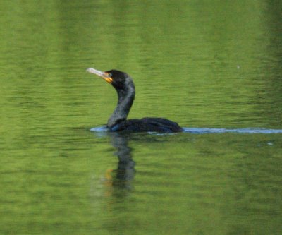 Cormorant