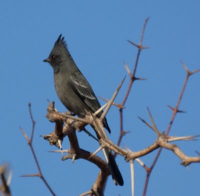 female phainopepla