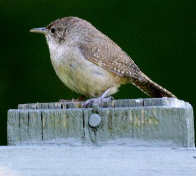 Wren