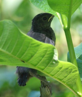 Baby Catbird