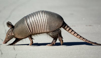 Armadillo