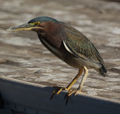 Green Heron