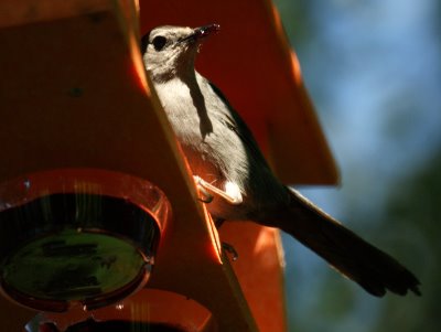 Catbird