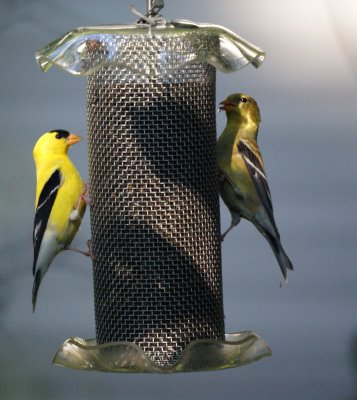 Goldfinches