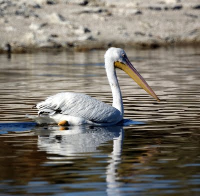 American White Pelican