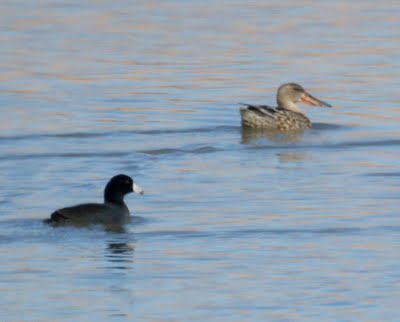 Juvenile Shoveler