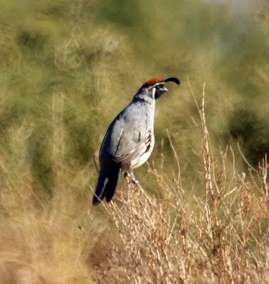 Gambels Quail