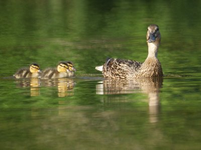 Baby Ducks