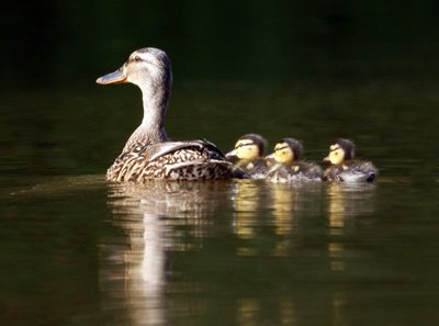 Baby Ducks, Ducklings
