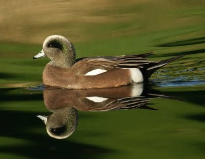 American Widgeon