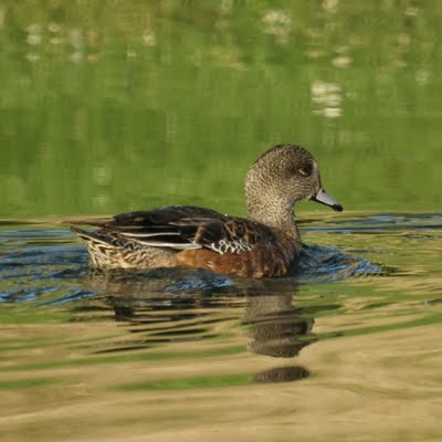 American Widgeon