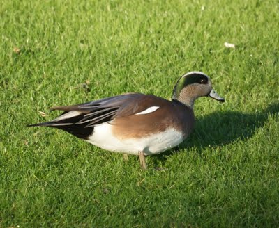 American Widgeon