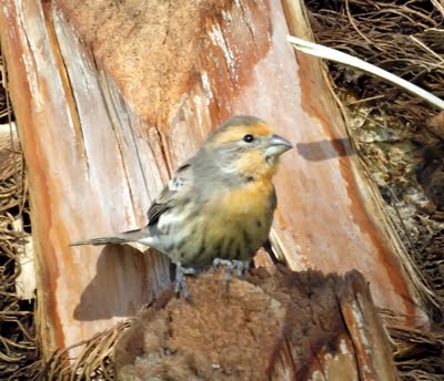 Orange House Finch