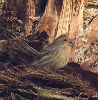 Orange House Finch