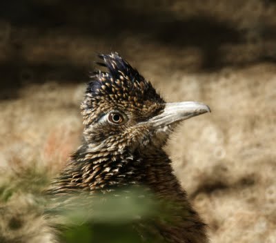 Roadrunner