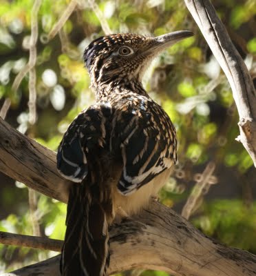 Roadrunner