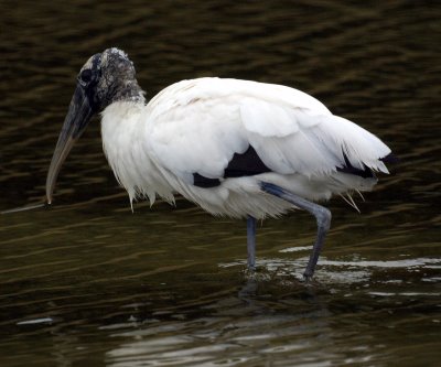 Wood Stork